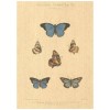 Flax Art Poster | Encyclopedia Butterfly A | FWP-AP-EN2A